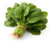 Spinach Bunch - 1